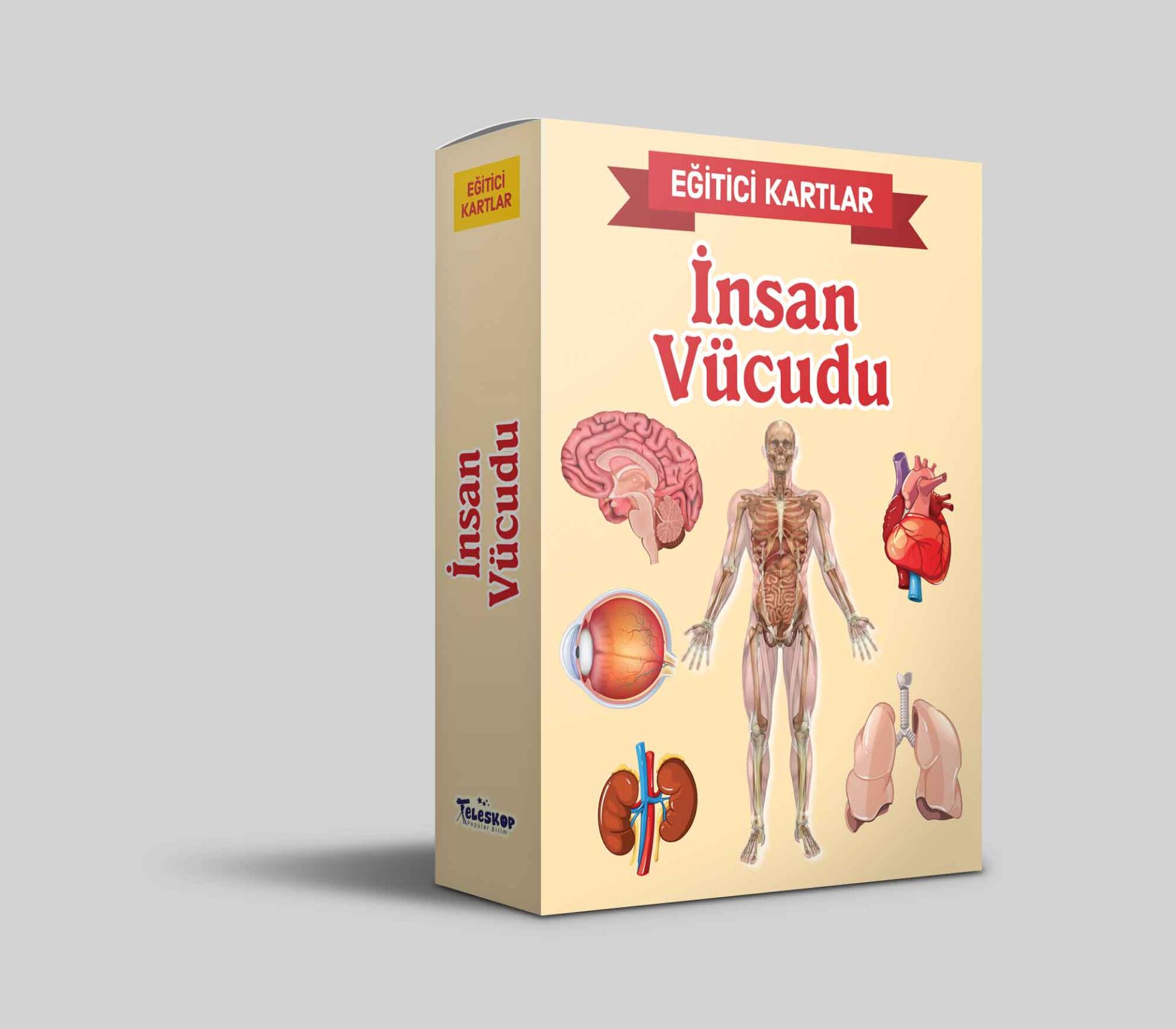 Teleskop Eğitici Kartlar İnsan Vücudu