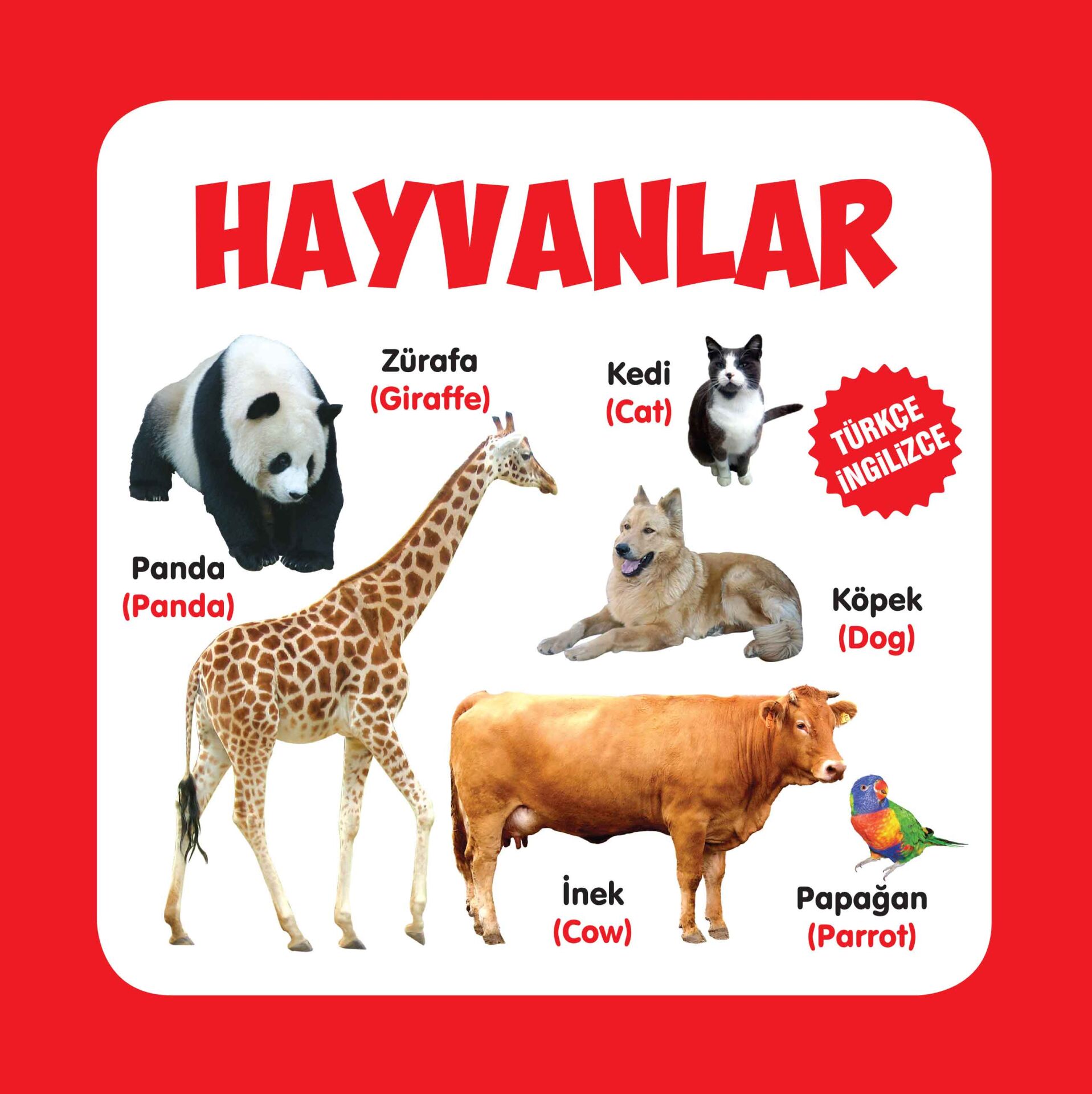 Parıltı Yayıncılık Hayvanlar  Karton Kitaplar Türkçe İngilizce