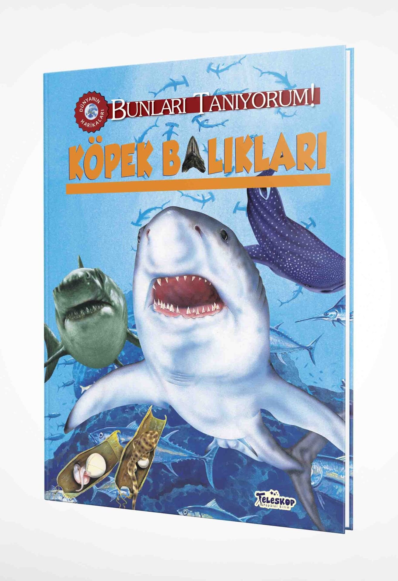 Teleskop Köpek Balıklarını Tanıyorum