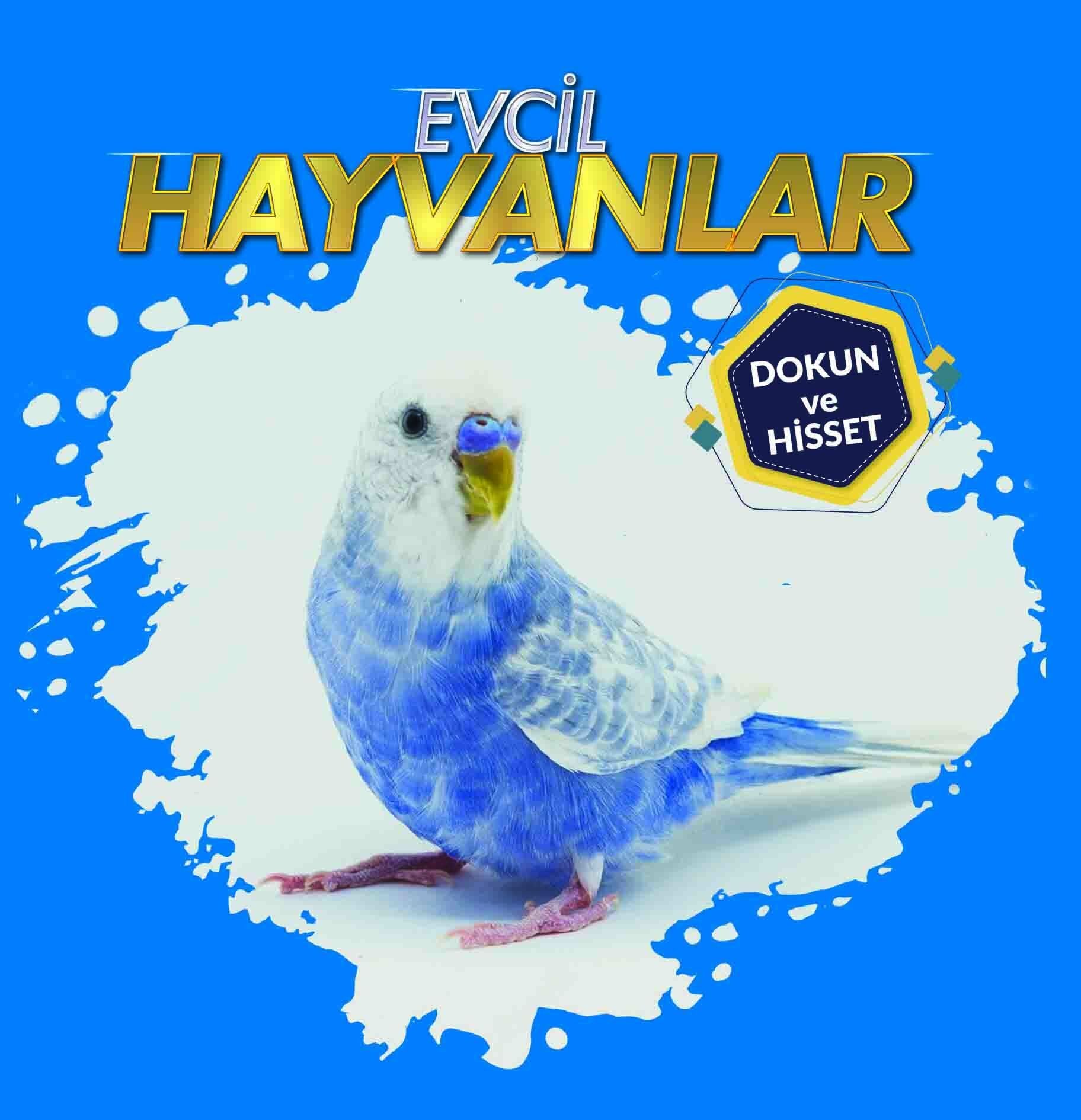 0-6 Yaş Yayınları Evcil Hayvanlar Dokun Ve Hisset